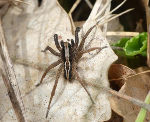 Alopecosa cuneata